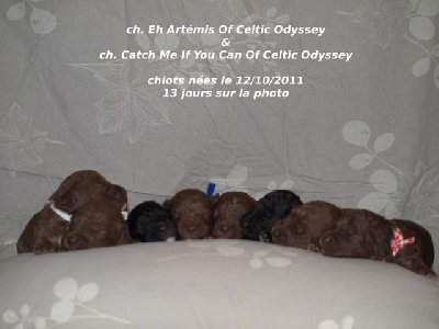 of celtic odyssey - naissance à l'élevage