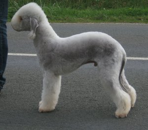 CH. First class Sir lancelot of blu diamond
